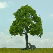 model trees